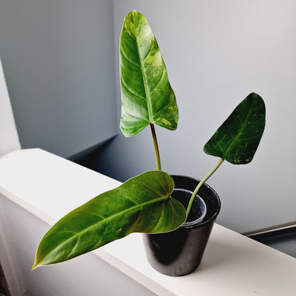 Philodendron Whipple Way Rooting Cutting