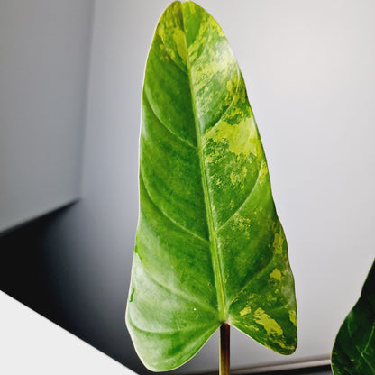 Philodendron Whipple Way Rooting Cutting