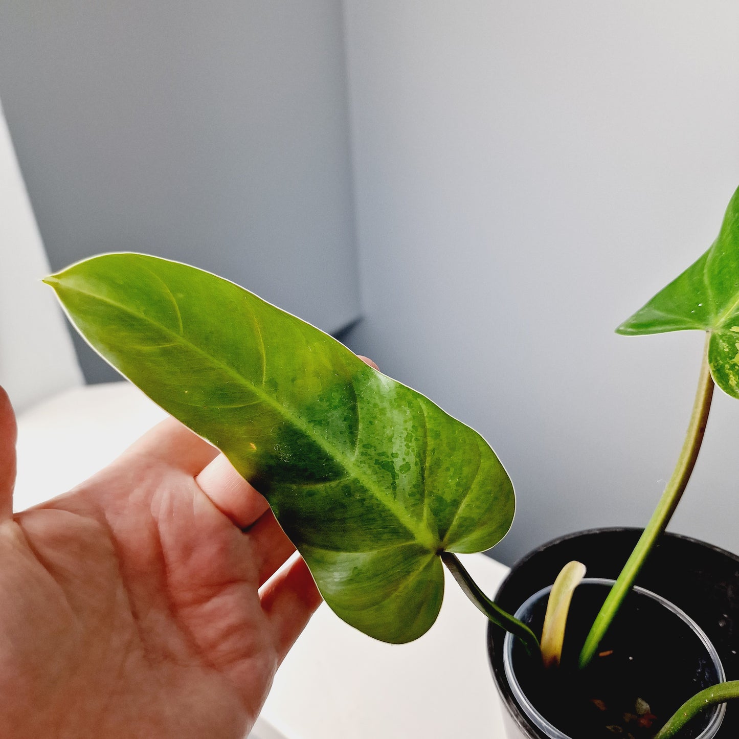 Philodendron Whipple Way Rooting Cutting