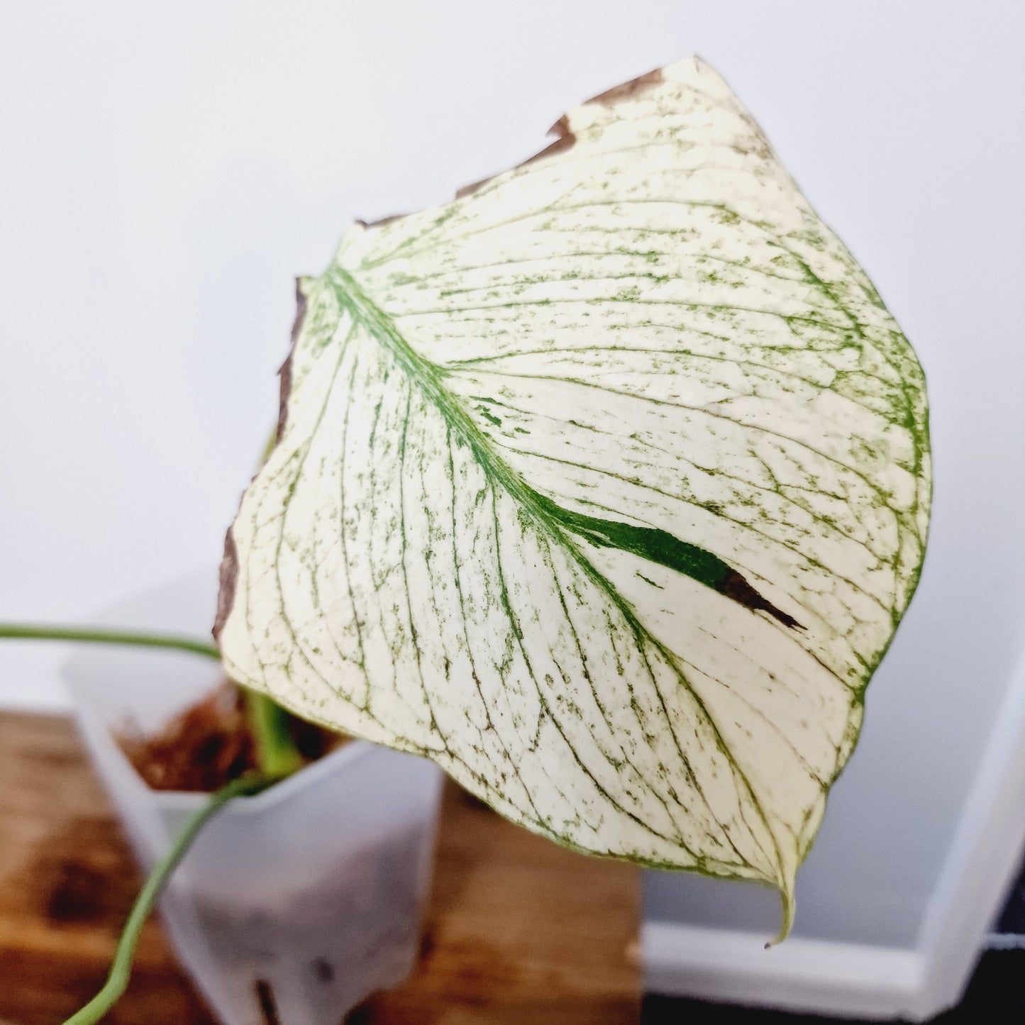 White Monstera Rooting Plant