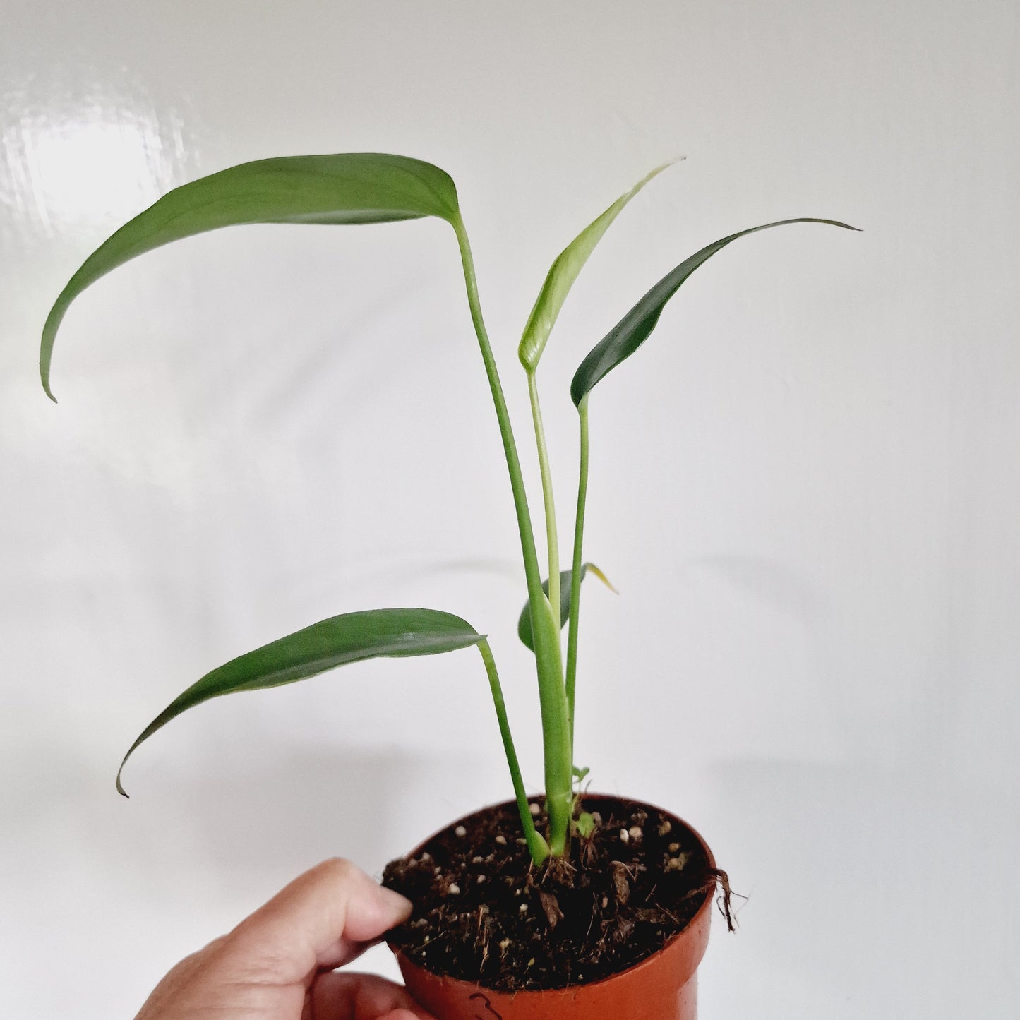 Monstera Burle Marx Flame Rare Houseplant 10.5cm Pot no 3