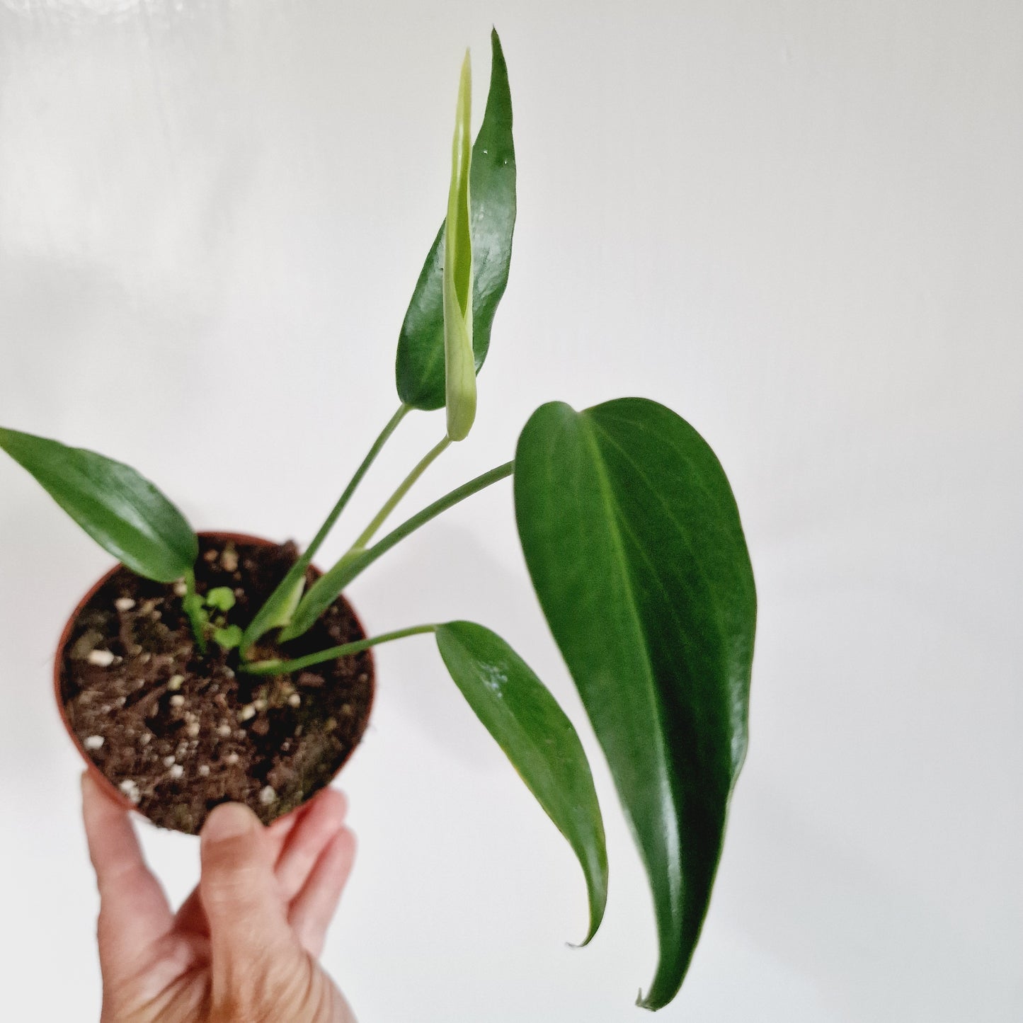 Monstera Burle Marx Flame Rare Houseplant 10.5cm Pot no 3