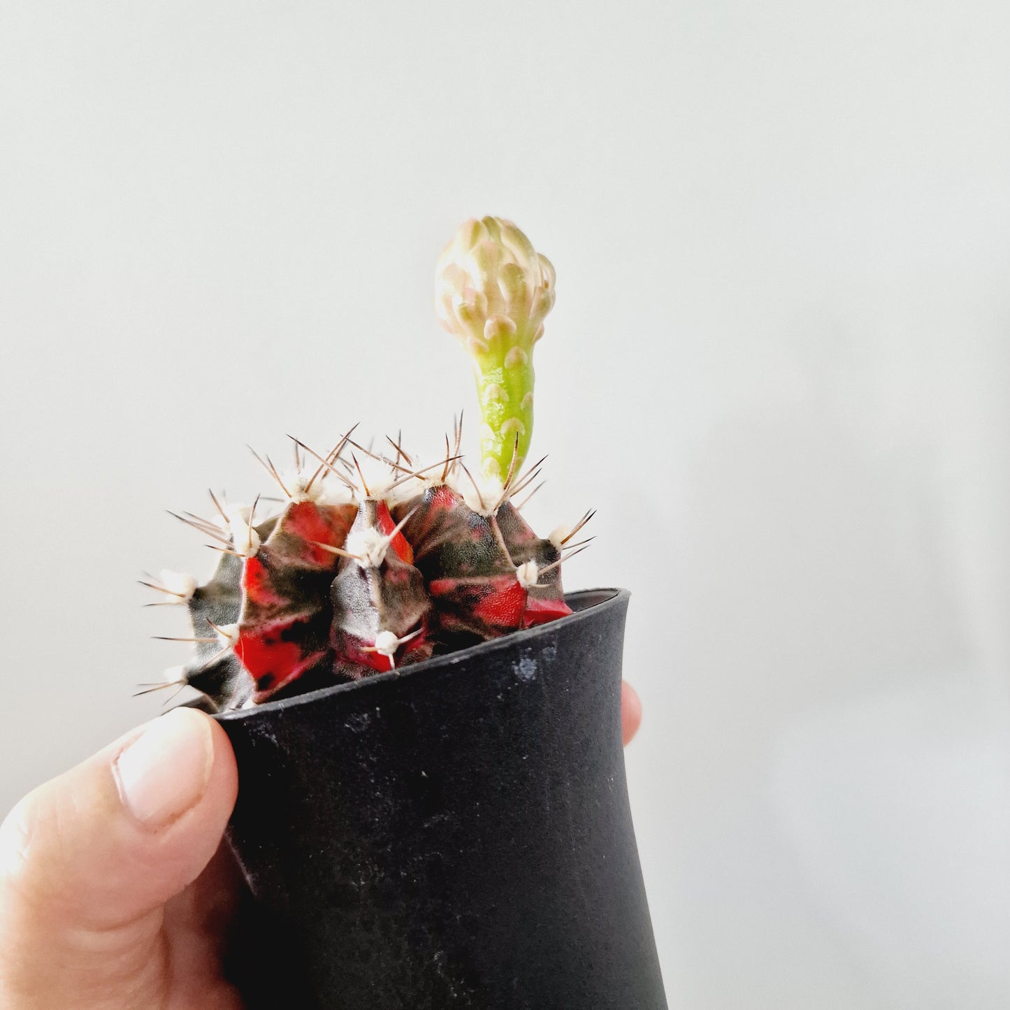 Cacti Gymnocalycium Mihanovichii Variegated Houseplant 7cm Pot (2)