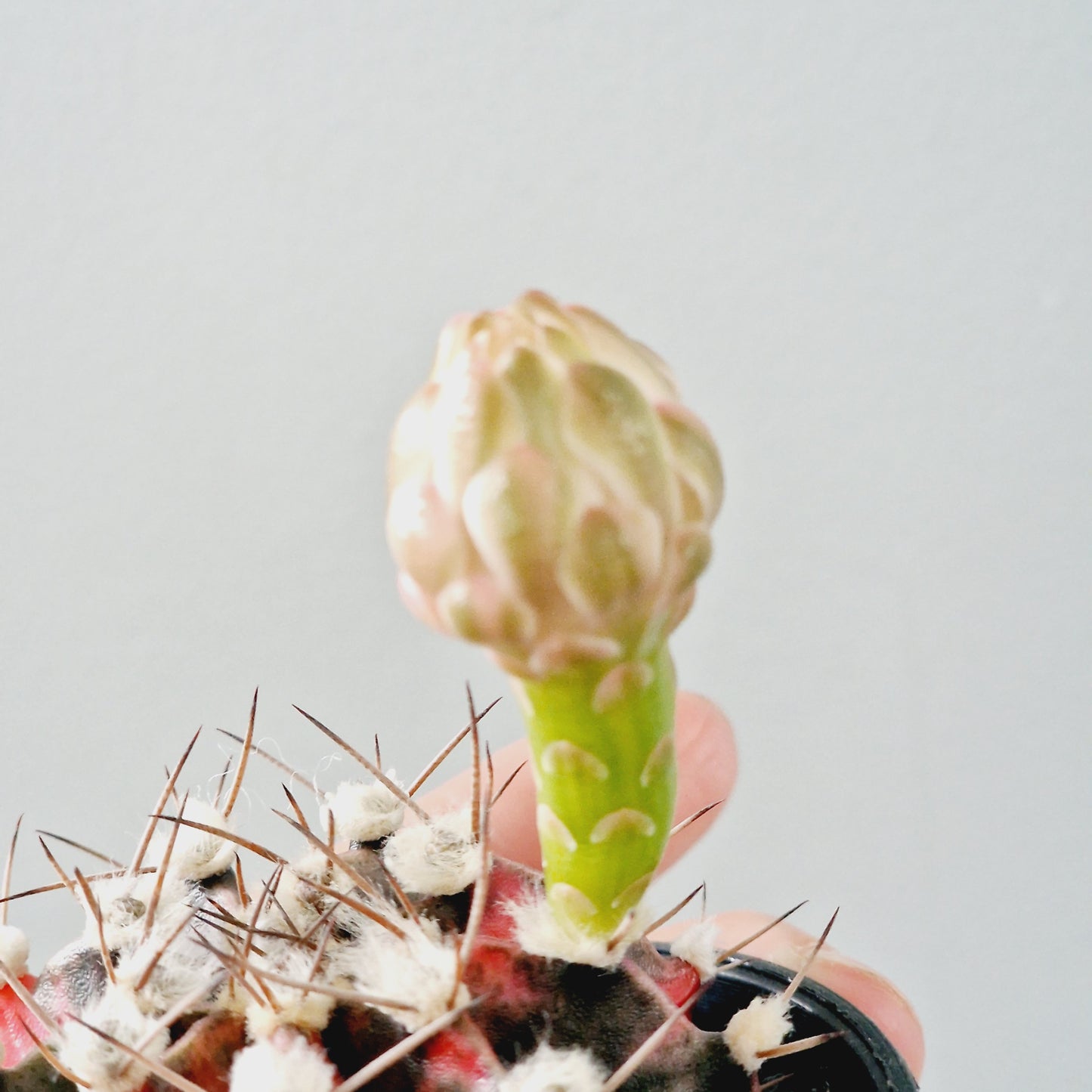 Cacti Gymnocalycium Mihanovichii Variegated Houseplant 7cm Pot (2)