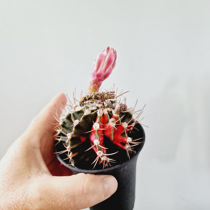 Cacti Gymnocalycium Mihanovichii Variegated Houseplant 7cm Pot (5)