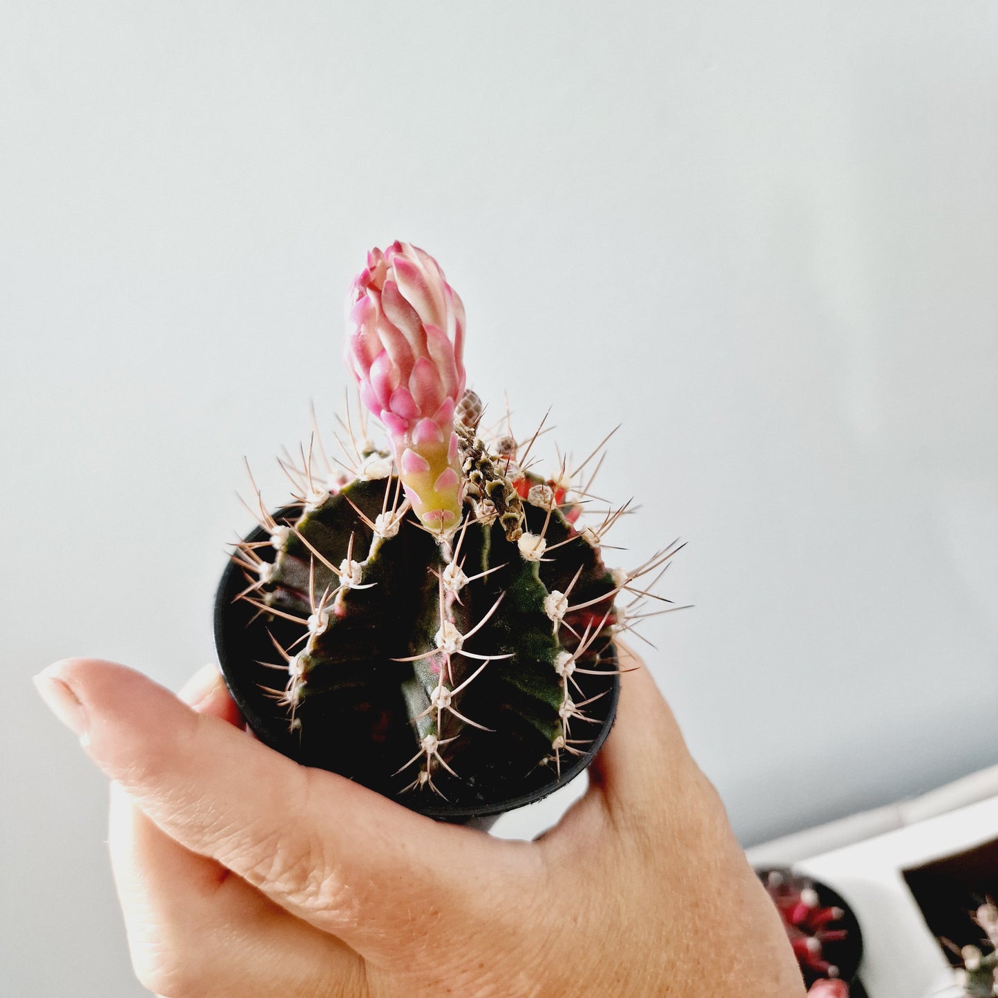 Cacti Gymnocalycium Mihanovichii Variegated Houseplant 7cm Pot (5)