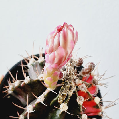 Cacti Gymnocalycium Mihanovichii Variegated Houseplant 7cm Pot (5)