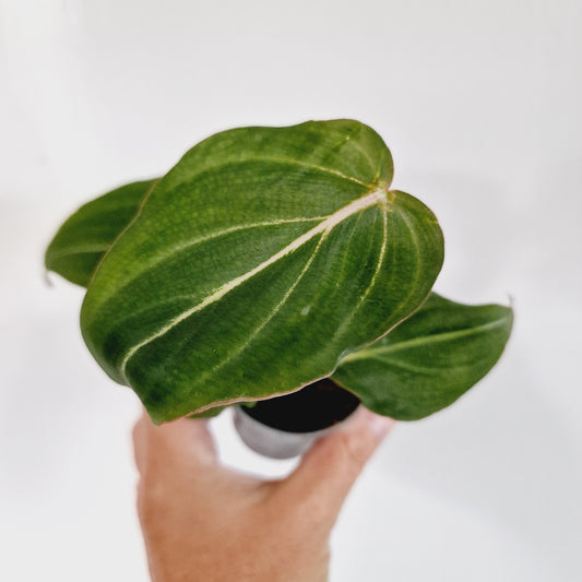 Philodendron El Chocco Rare Houseplant 6cm pot