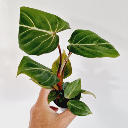 Philodendron El Chocco Rare Houseplant 6cm pot