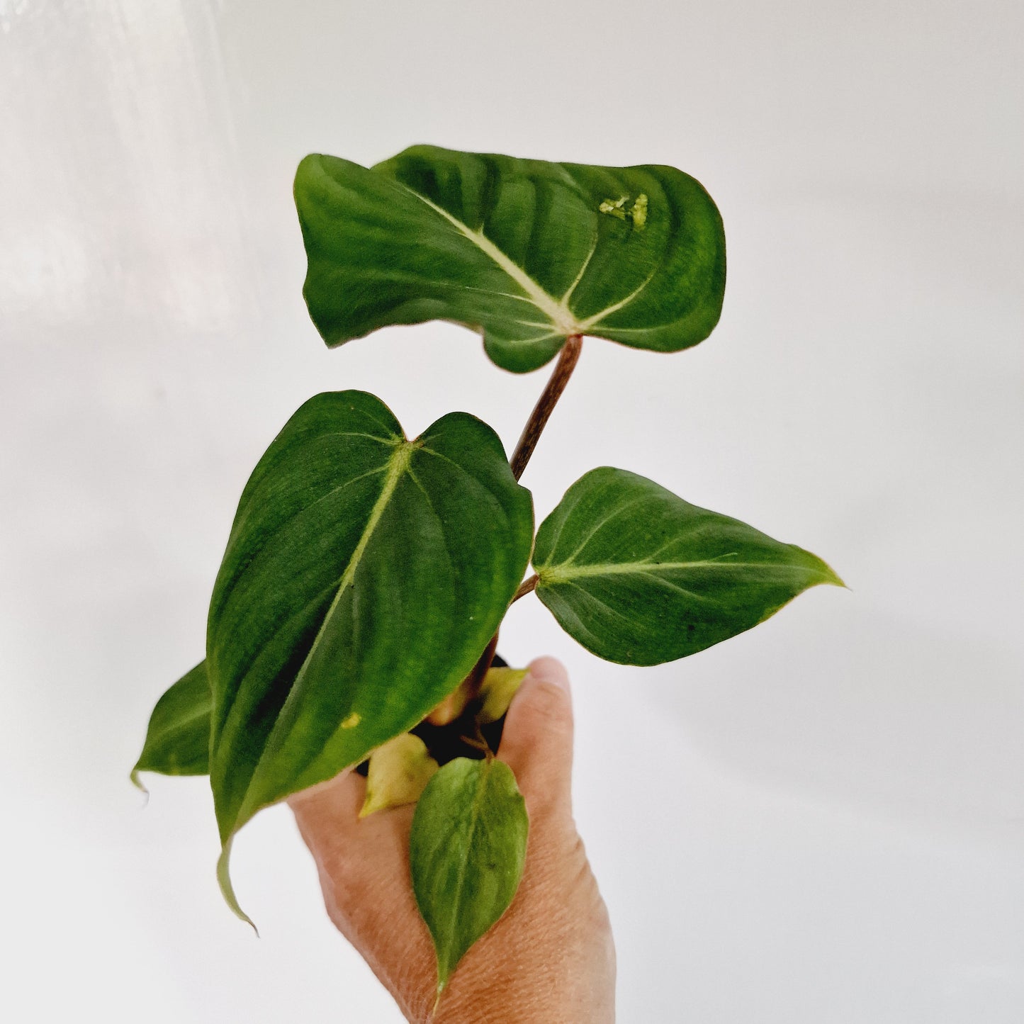 Philodendron El Chocco Rare Houseplant 6cm pot