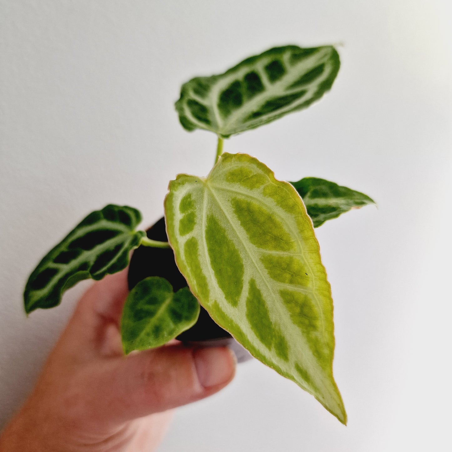 Anthurium Crystal Hope Houseplant 6cm Pot