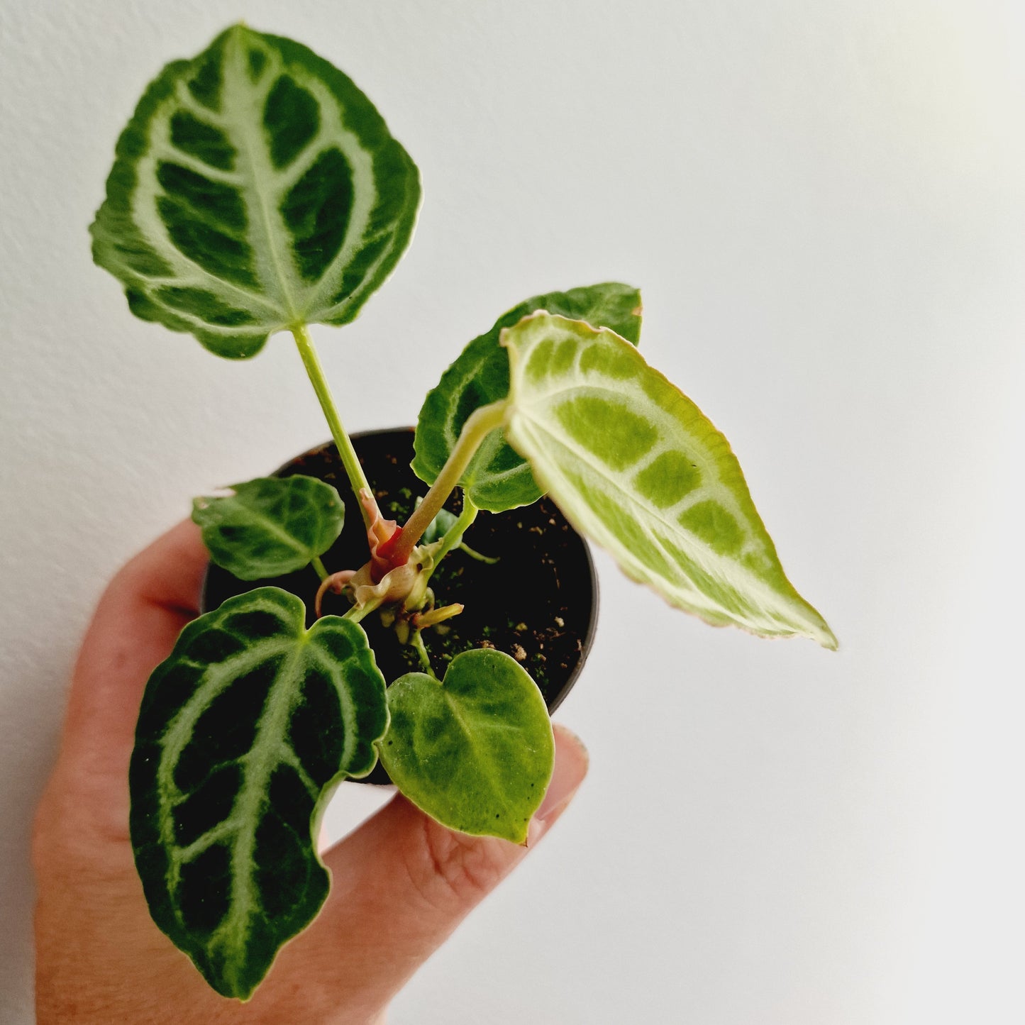 Anthurium Crystal Hope Houseplant 6cm Pot