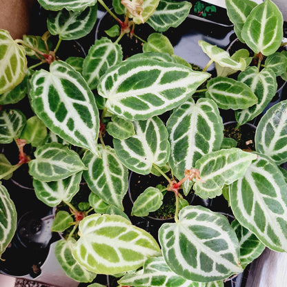 Anthurium Crystal Hope Houseplant 6cm Pot