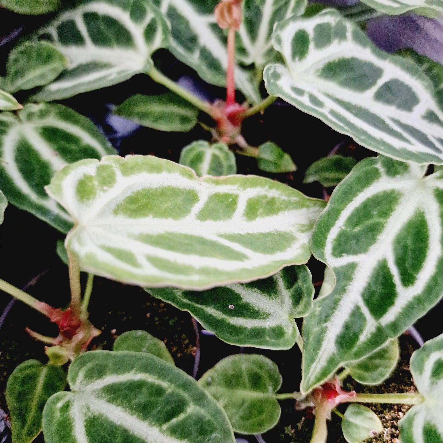 Anthurium Crystal Hope Houseplant 6cm Pot