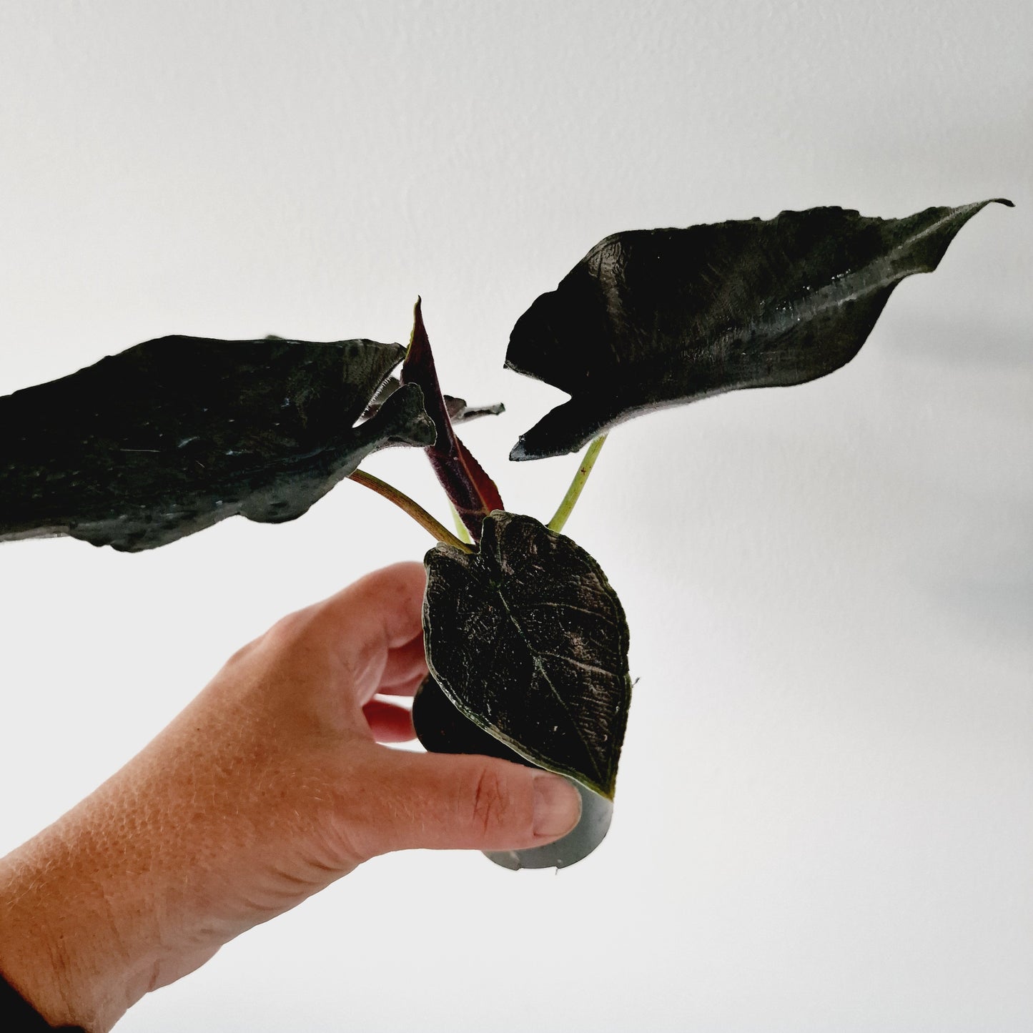 Alocasia Antoro Velvet Houseplant 6cm Pot