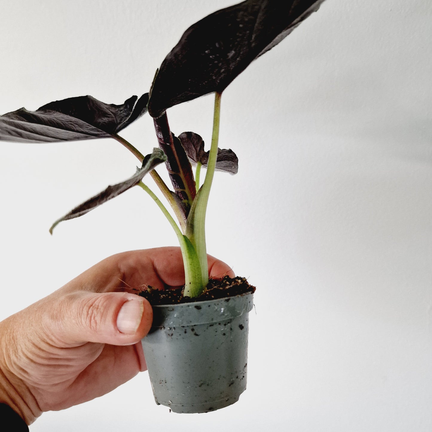 Alocasia Antoro Velvet Houseplant 6cm Pot