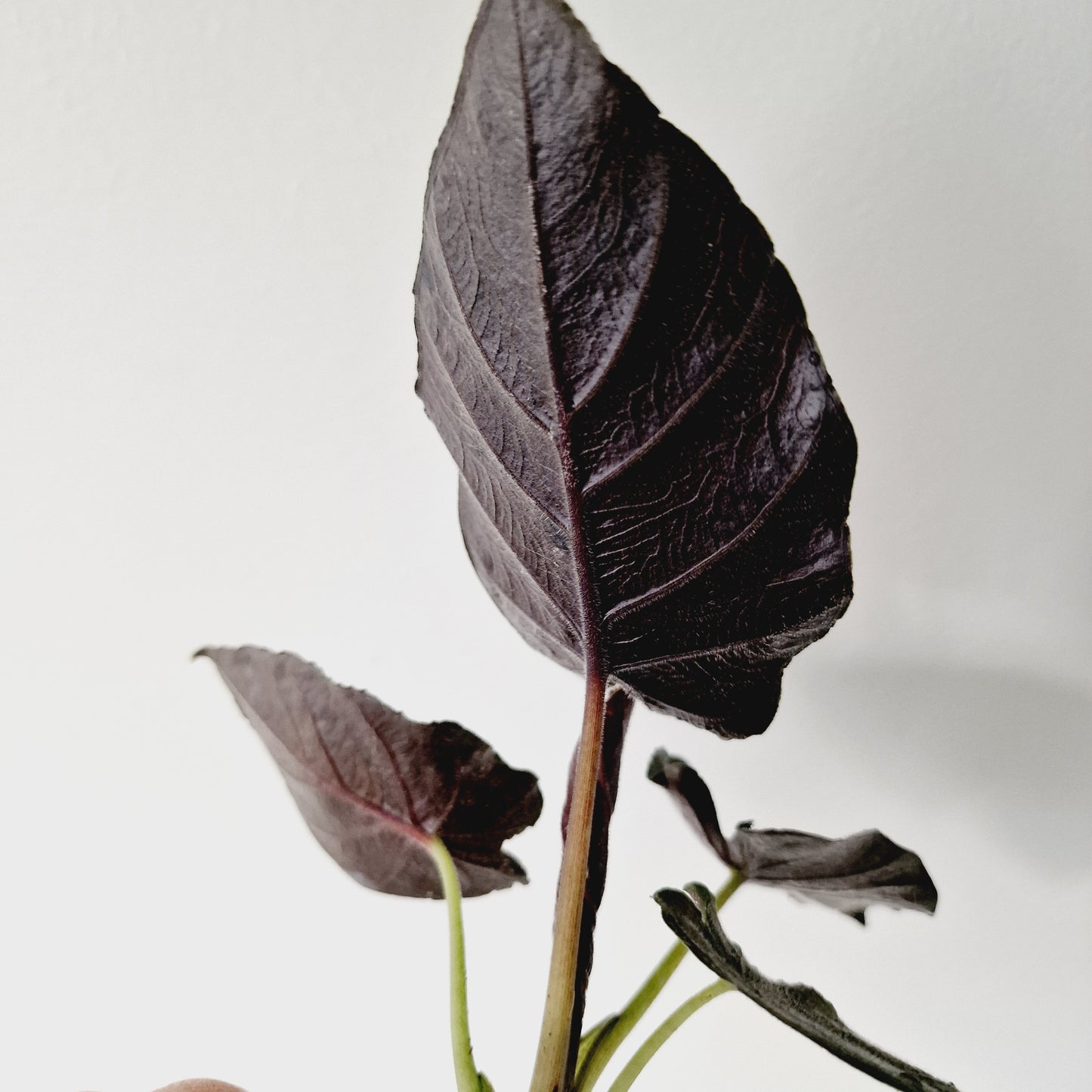 Alocasia Antoro Velvet Houseplant 6cm Pot