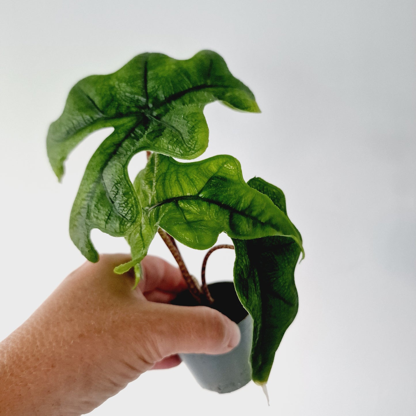 Alocasia Jacklyn Houseplant 6cm pot