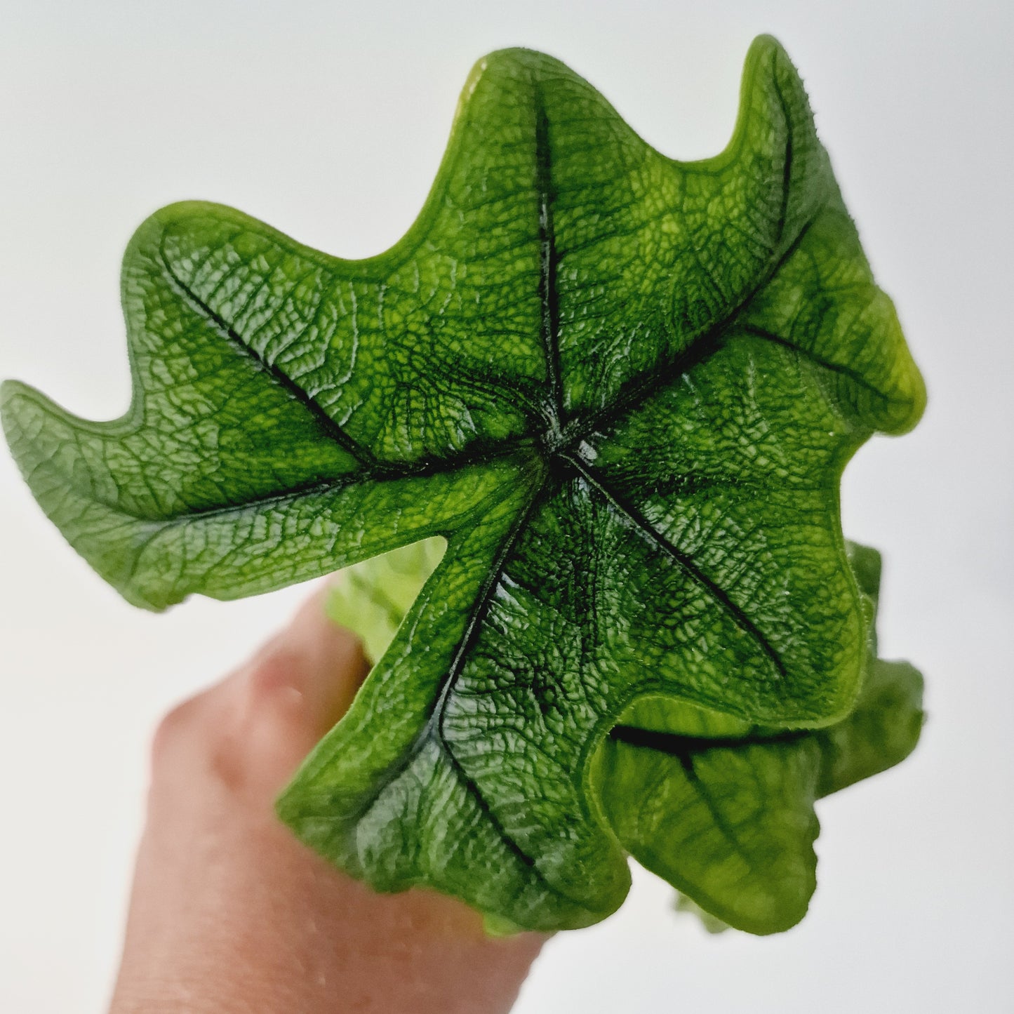 Alocasia Jacklyn Houseplant 6cm pot