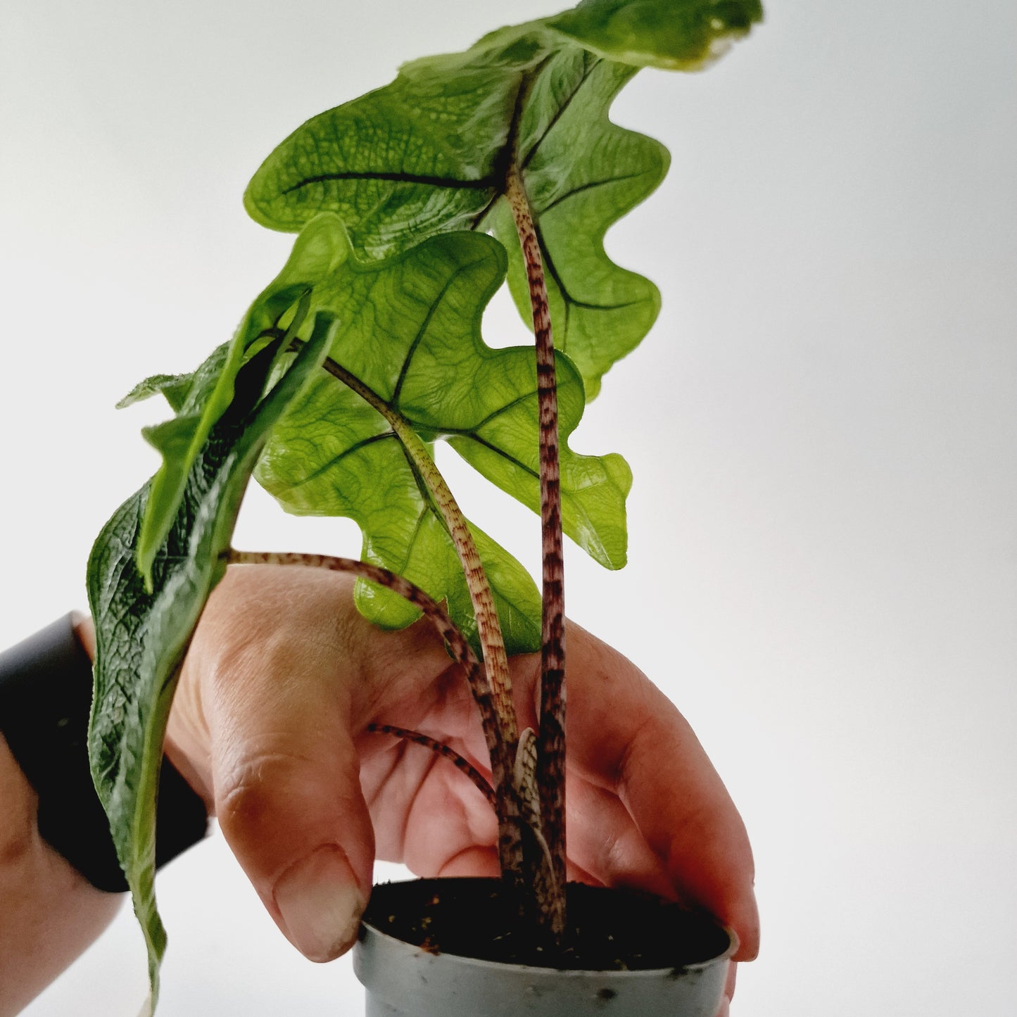 Alocasia Jacklyn Houseplant 6cm pot