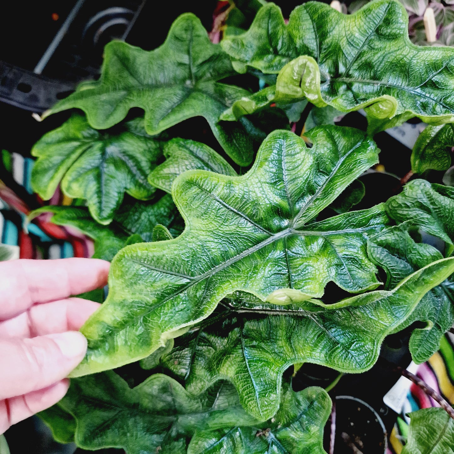 Alocasia Jacklyn Houseplant 6cm pot