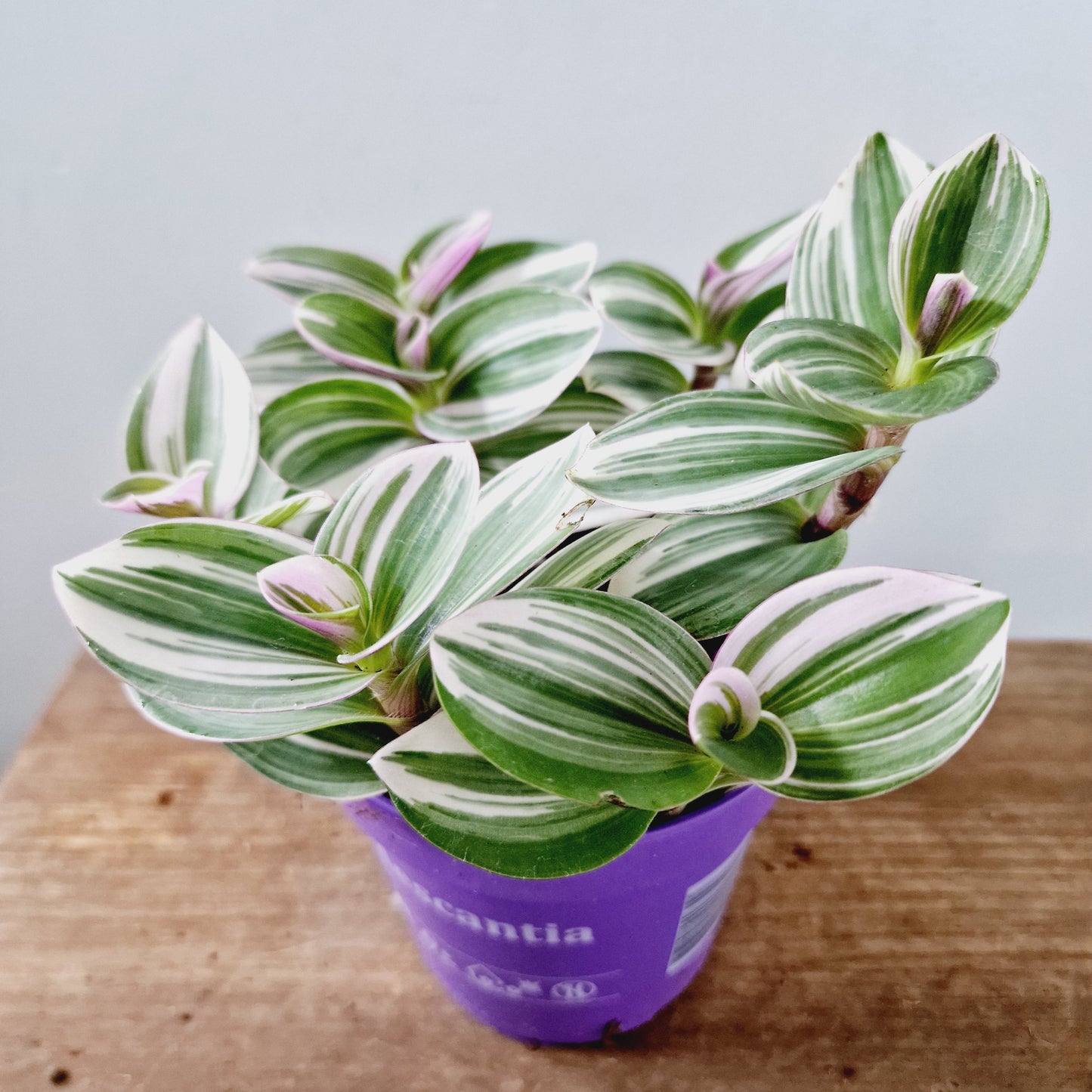 Tradescantia White Houseplant 12cm pot