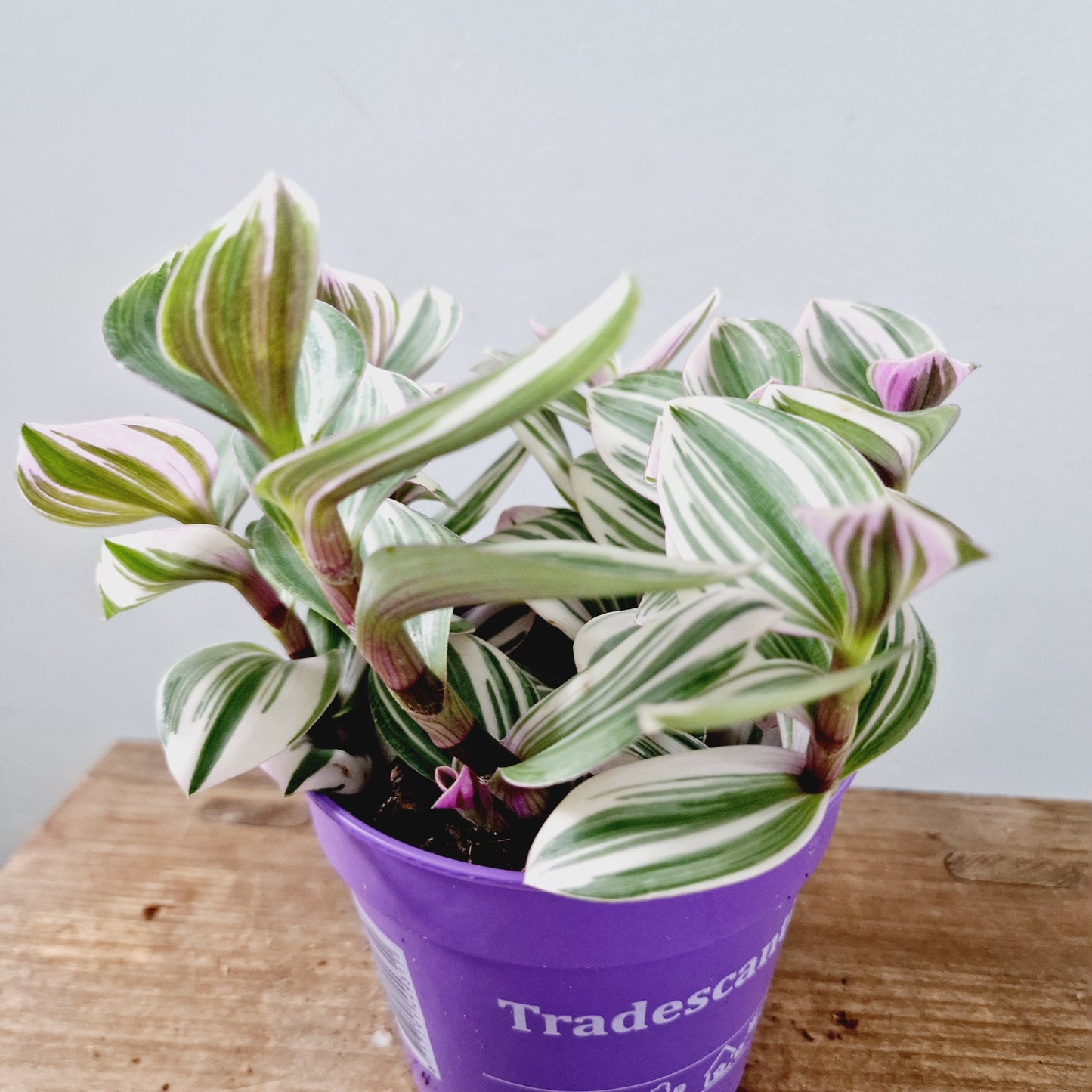 Tradescantia White Houseplant 12cm pot