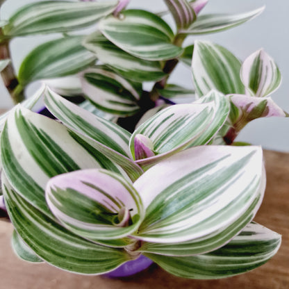 Tradescantia White Houseplant 12cm pot