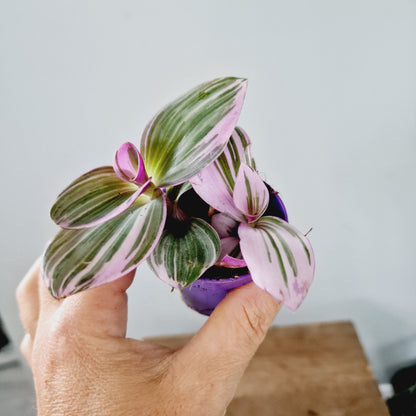 Tradescantia Albiflora Nanuk Houseplant 6cm Pot