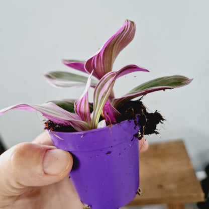 Tradescantia Albiflora Nanuk Houseplant 6cm Pot