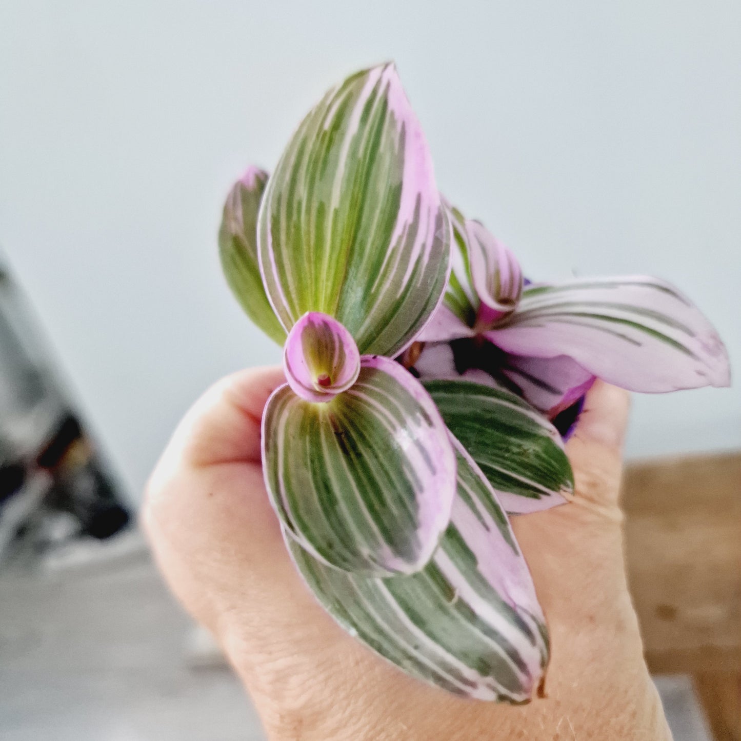 Tradescantia Albiflora Nanuk Houseplant 6cm Pot