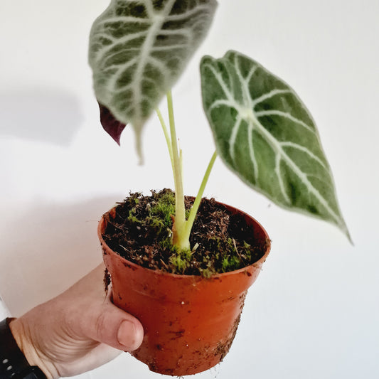 Alocasia Watsoniana Lightening Houseplant 10.5cm Pot