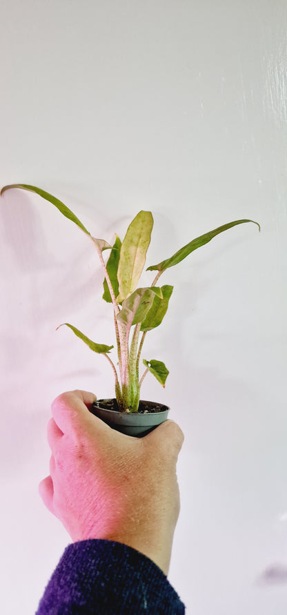 Alocasia Lauterbachiana Variegata Rare Houseplant 6cm