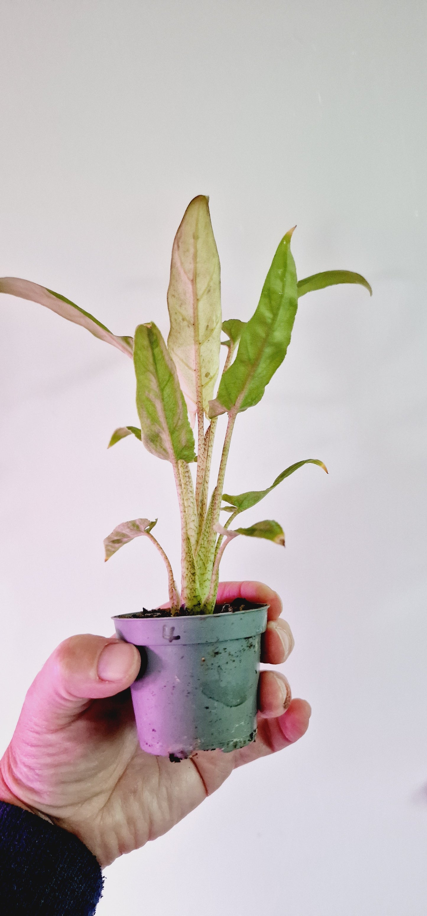 Alocasia Lauterbachiana Variegata Rare Houseplant 6cm