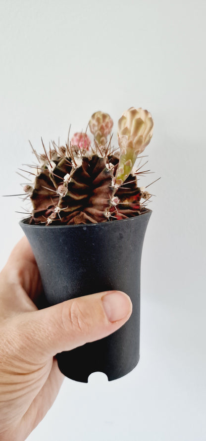 Cacti Gymnocalycium Mihanovichii Variegated Houseplant 7cm Pot (3)