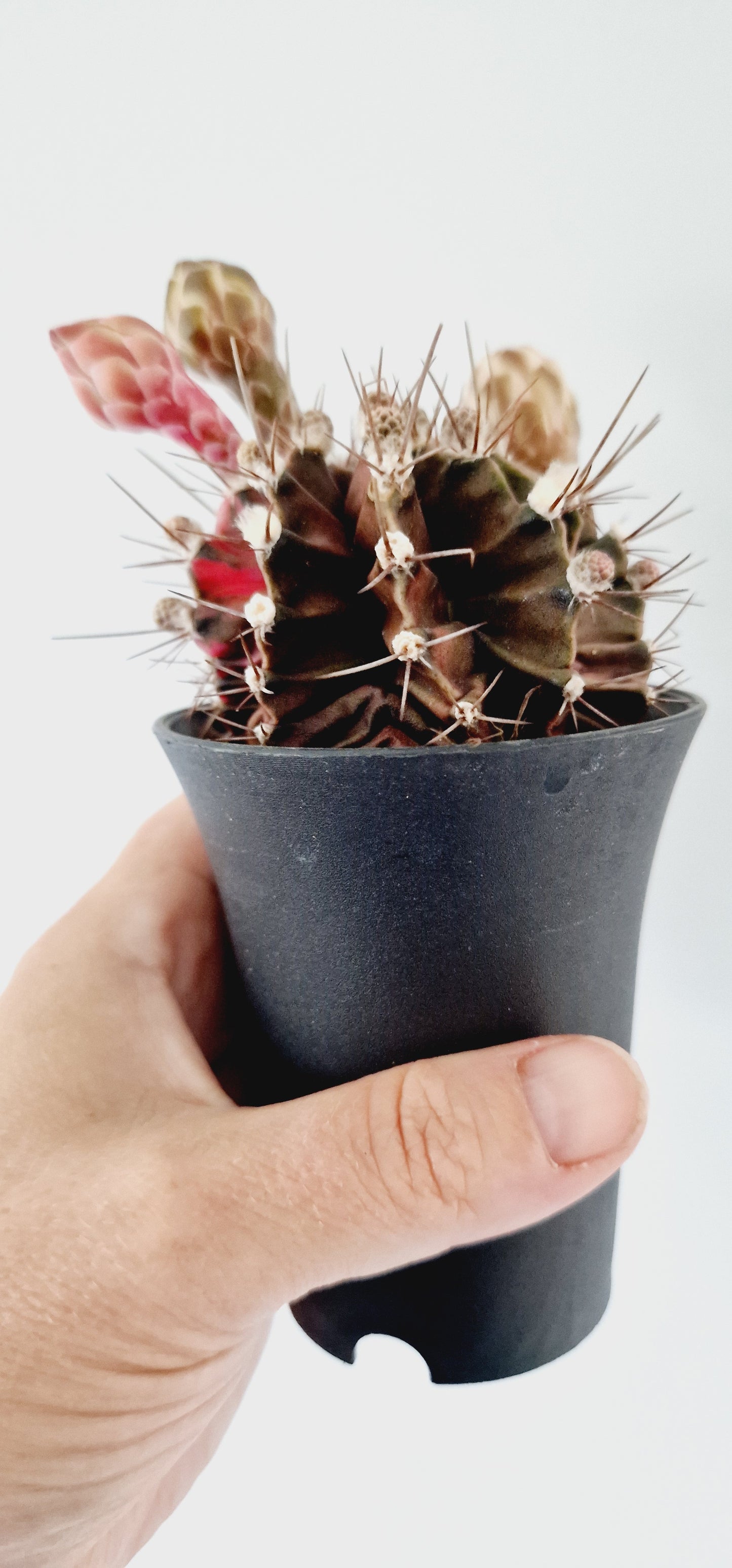 Cacti Gymnocalycium Mihanovichii Variegated Houseplant 7cm Pot (3)