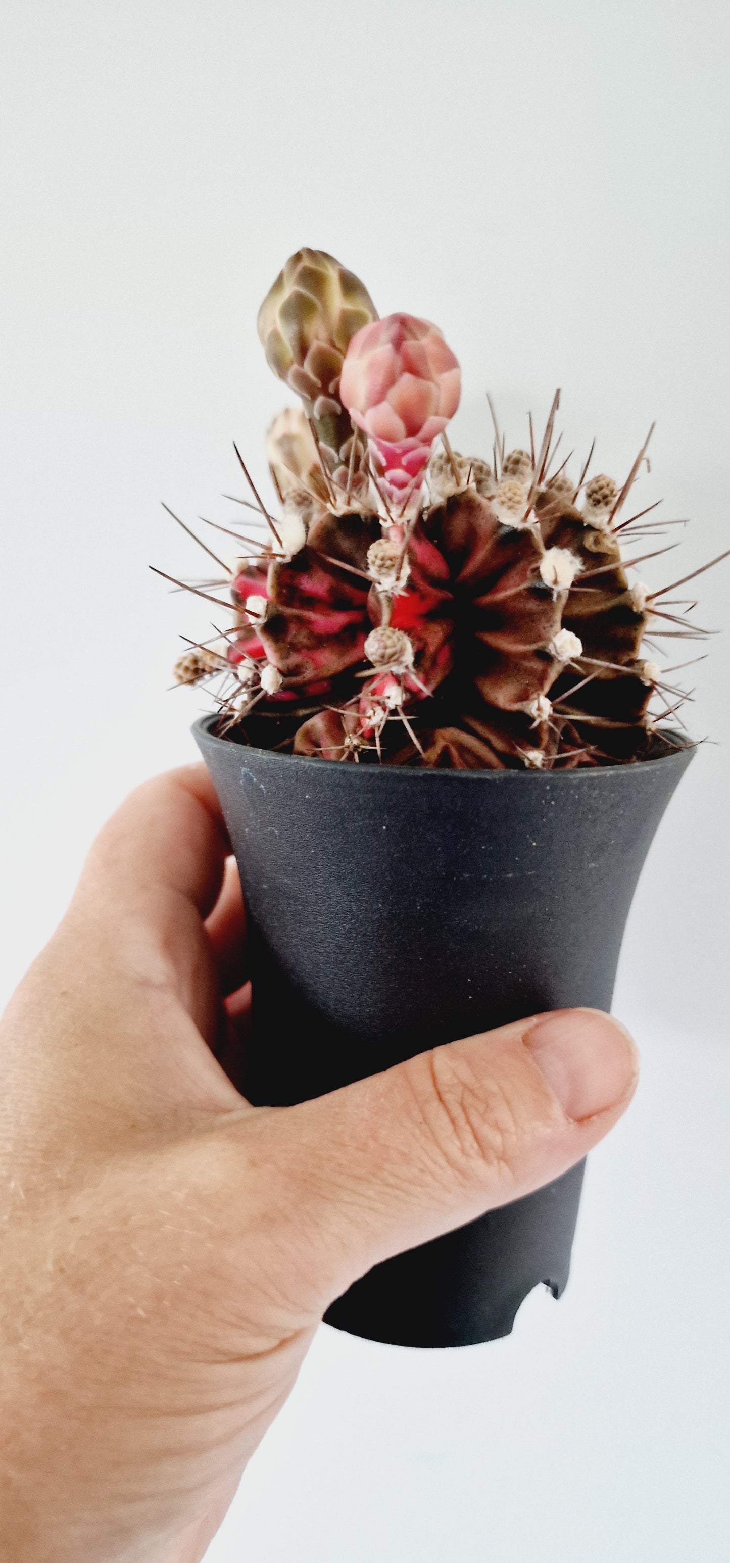 Cacti Gymnocalycium Mihanovichii Variegated Houseplant 7cm Pot (3)