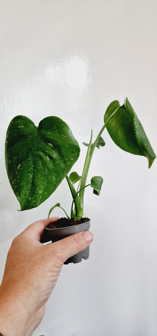 Monstera Thai Constellation Houseplant 6cm pot (1)