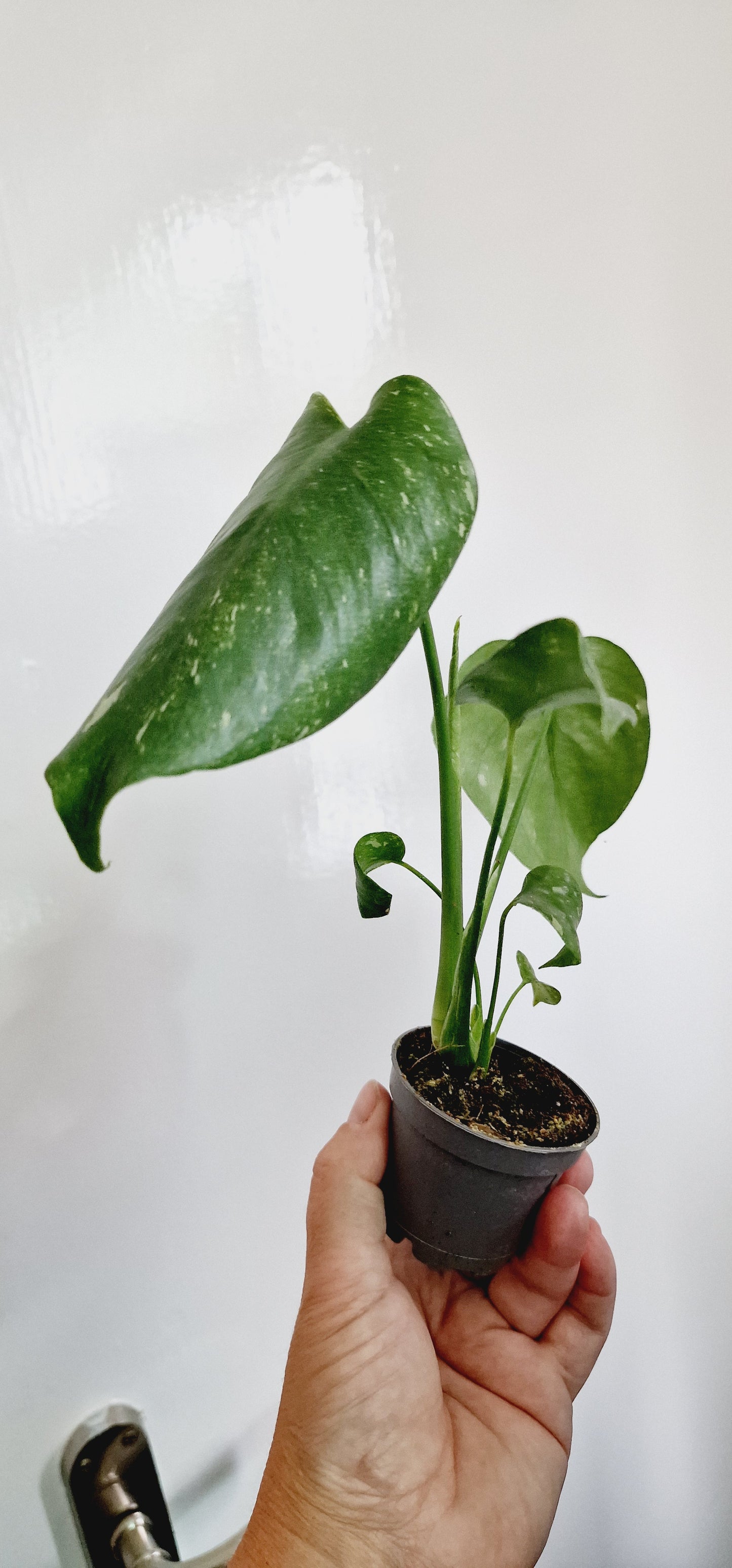 Monstera Thai Constellation Houseplant 6cm pot (1)