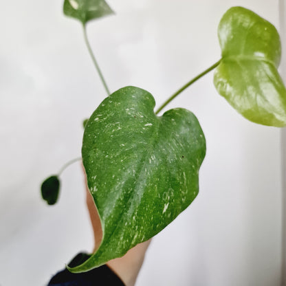 Monstera Thai Constellation Houseplant 6cm pot (2)