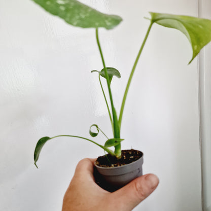 Monstera Thai Constellation Houseplant 6cm pot (2)