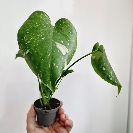 Monstera Thai Constellation Houseplant 6cm pot (4)