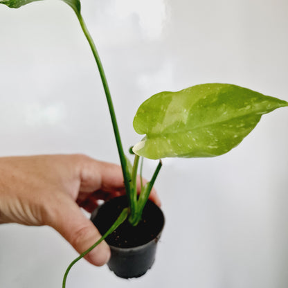 Monstera Thai Constellation Houseplant 6cm pot (8)