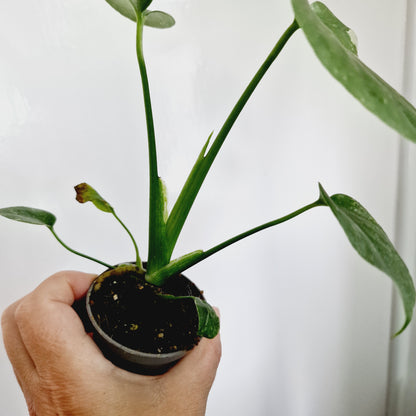 Monstera Thai Constellation Houseplant 6cm pot (9)