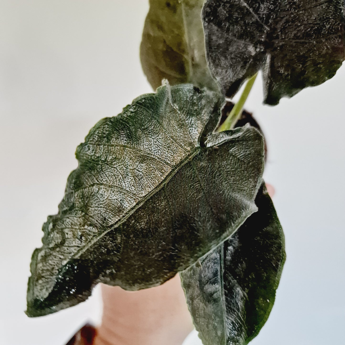 Alocasia Antoro Velvet Houseplant 6cm Pot