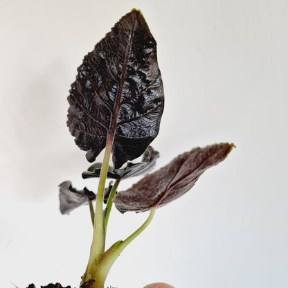 Alocasia Antoro Velvet Houseplant 6cm Pot