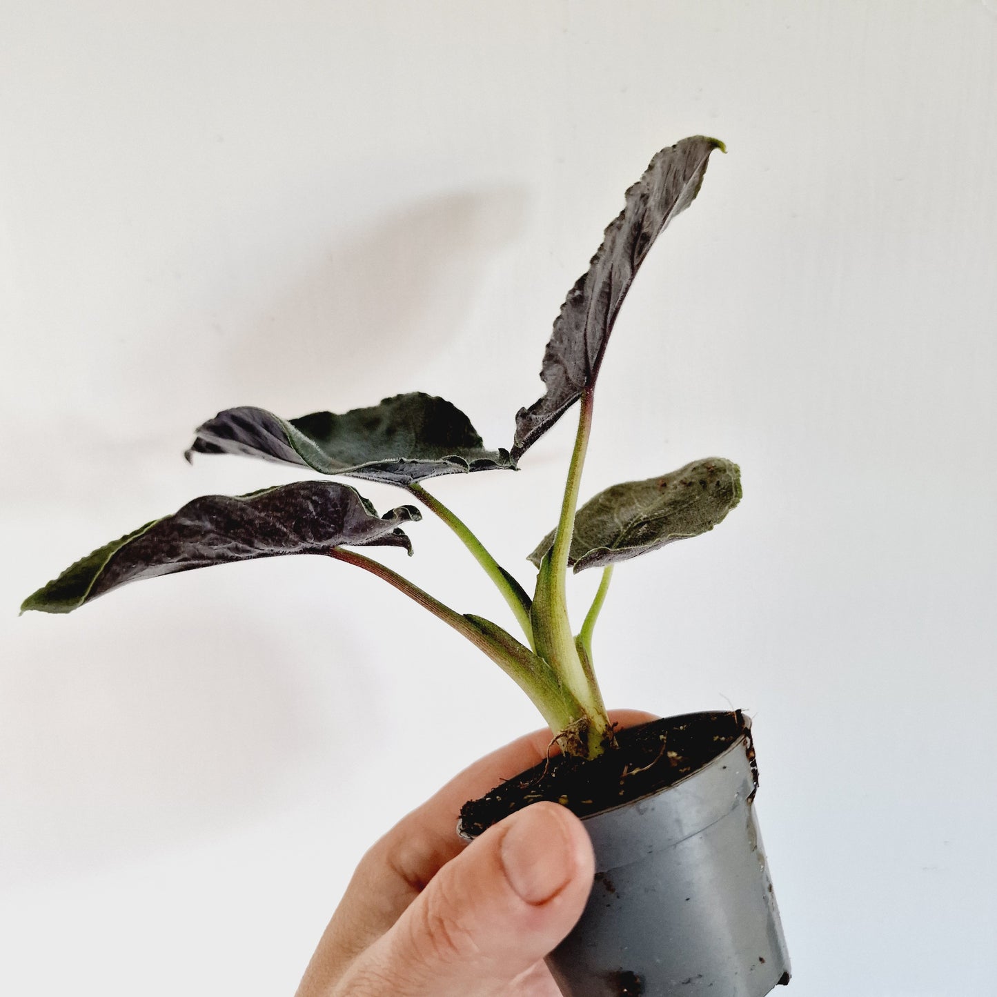 Alocasia Antoro Velvet Houseplant 6cm Pot