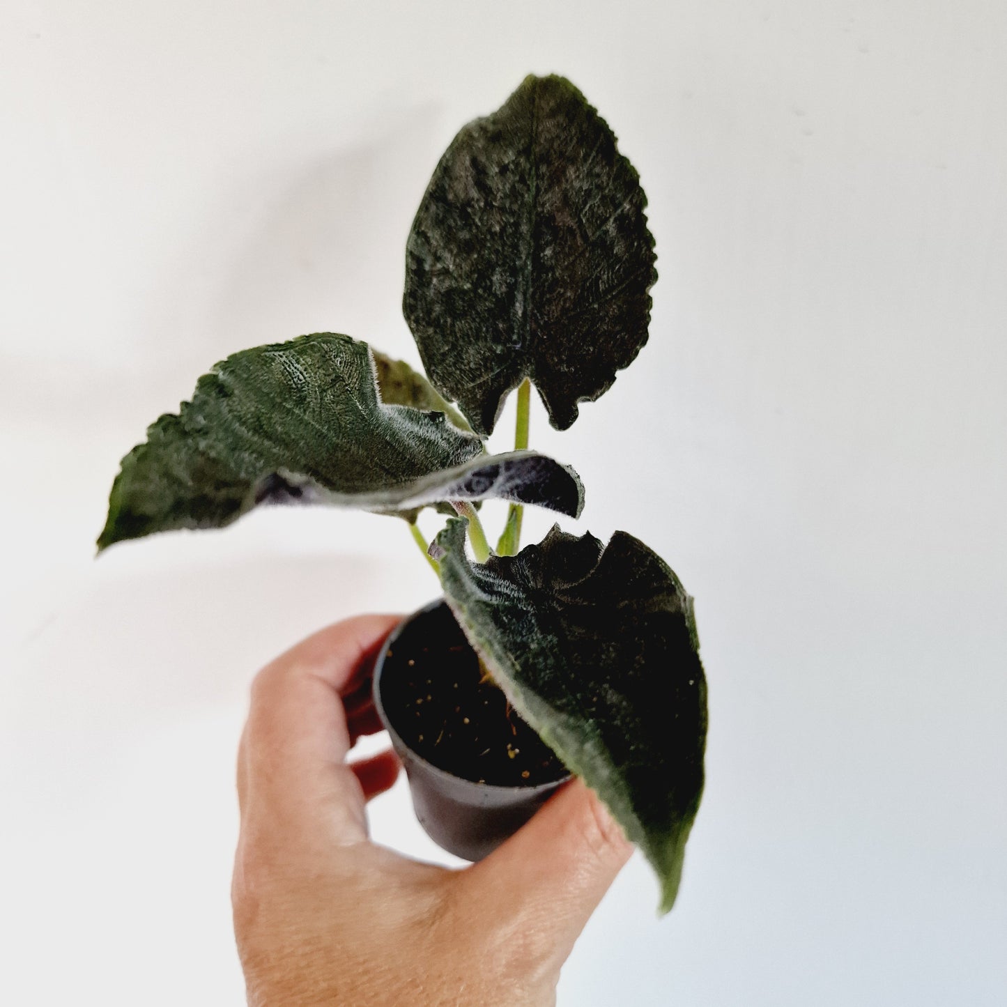 Alocasia Antoro Velvet Houseplant 6cm Pot