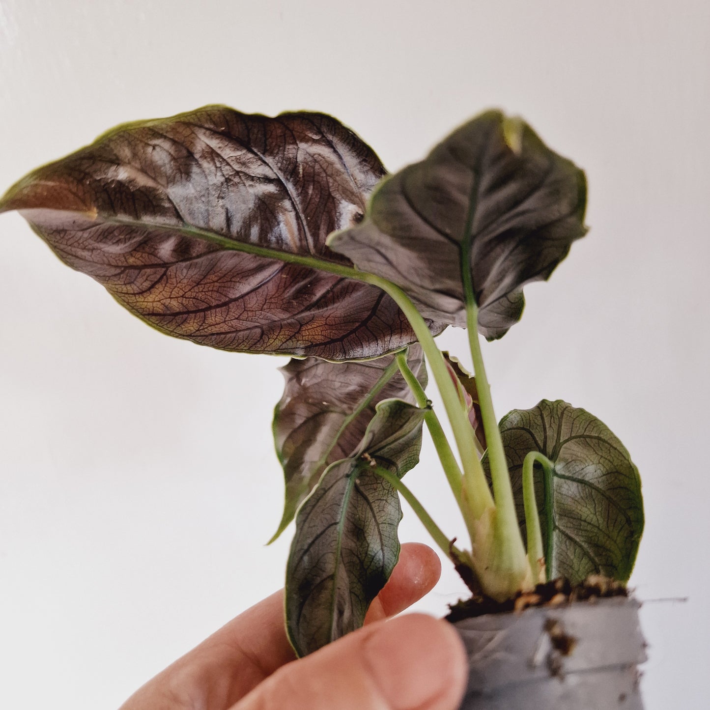 Alocasia Azlanii Houseplant 6cm Pot