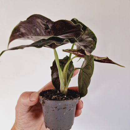 Alocasia Azlanii Houseplant 6cm Pot